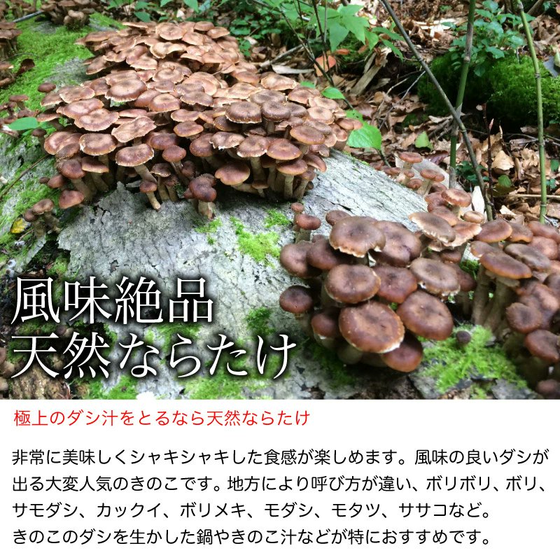 sobataguru's tweet photo. 山形飯豊の天然きのこ。独特のぬめりと歯ごたえ。油揚げのほど良いコクと、山菜のような春菊の苦み。
全体をまとめるのが、旨味がじんわり沁みる薄味のだし。

#天然きのこ #山形 #飯豊 #IIDE #高円寺 #純情商店街 https://t.co/R1ATKXvrzW
