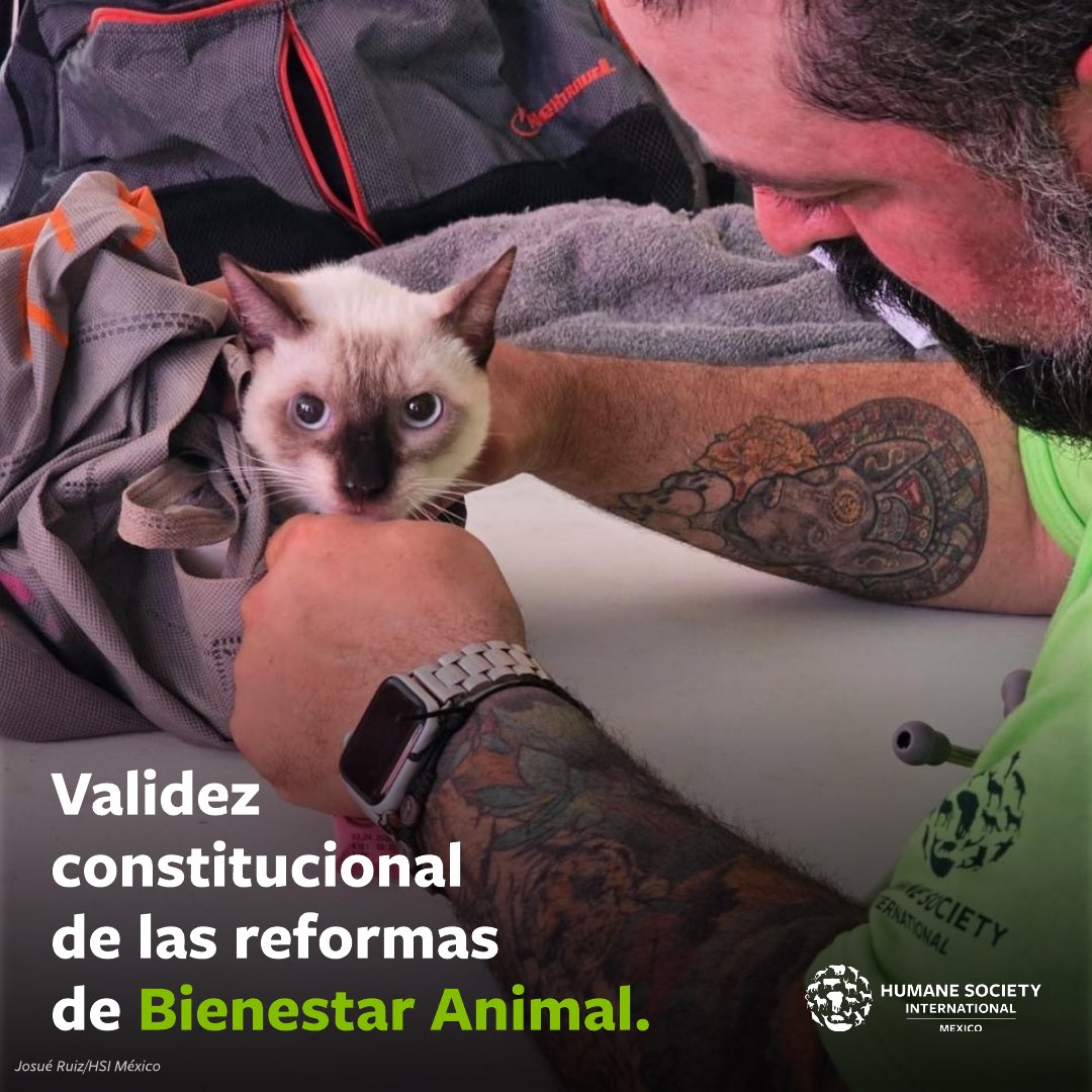 Con el voto de 17 Congresos estatales, <a href="/senadomexicano/">Senado de México</a> declaró la validez constitucional de las reformas en materia de Bienestar Animal por la que se prohíbe el maltrato animal.👏🏽👏🏽
El Estado deberá garantizar la protección, trato adecuado, conservación y cuidado de los animales.