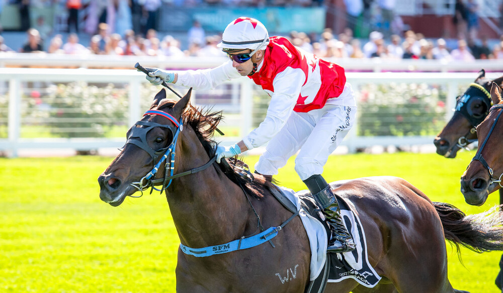Will it be a case of lucky number five for the remarkable Red Can Man when he takes his place in his fifth straight Group 1 $1.5M MCA Polytrack-Winterbottom Stakes (1200m) at Ascot this Saturday. 🤯

One of WA's most popular gallopers, the Albany warhorse produced his best