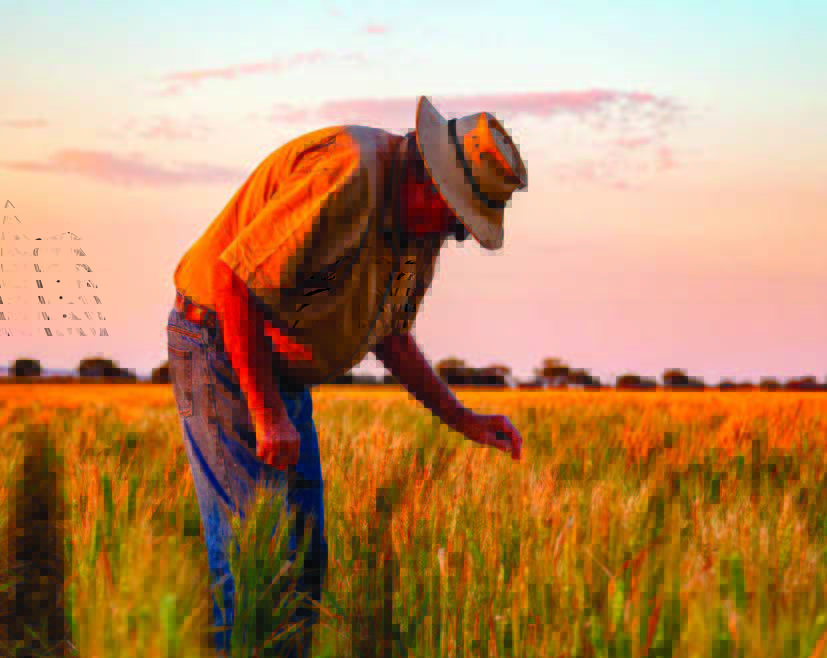 The 2025 WA Crop Sowing Guide has emerged 🌱 Includes 20 new variety releases including 6 wheat, 4 feed barley (plus 5 barley varieties currently under malt evaluation), one lentil and 9 canola varieties 🌾🌻 @GRDC 

Download here 👉 agric.wa.gov.au/barley/2025-wa…