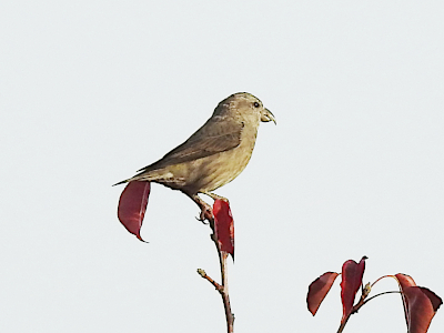 Octubre 2024 en el Manzanares: educa2.madrid.org/web/animalandi…
Aquí: rata gris, urraca común, halcón peregrino y piquituerto.