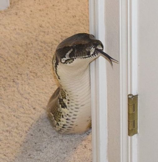 Synderth 🐍 tweet media