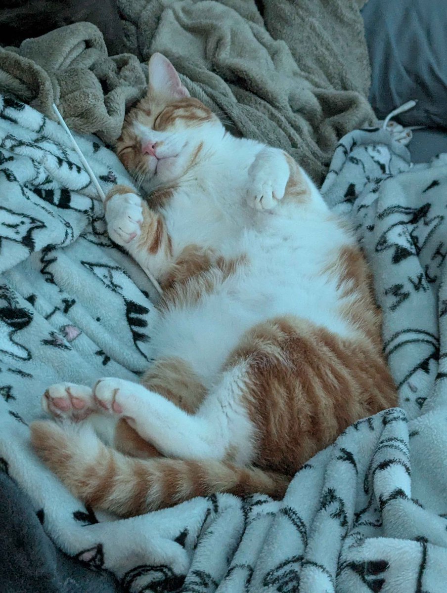 Cat sleeps like he worked a 9 to 5