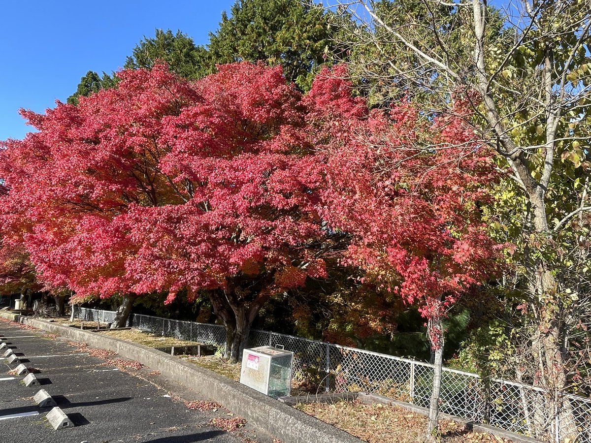 不爱说话 tweet media