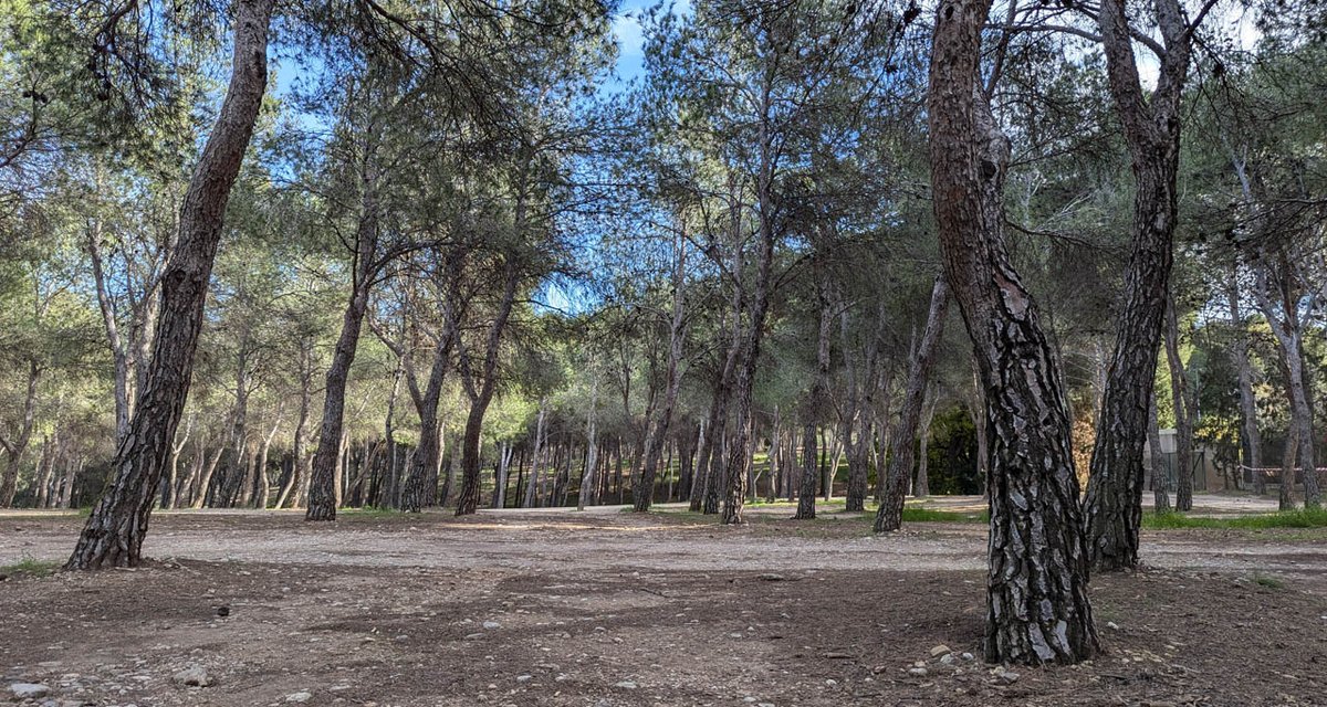 Talar dos mil pinos del pulmón verde de Zaragoza: el plan de Chueca para convertir el Parque de Atracciones en un megaparque al estilo Terra Mítica. Lo cuenta <a href="/igoiz17/">Iker G. Izagirre</a>: arainfo.org/?p=298199