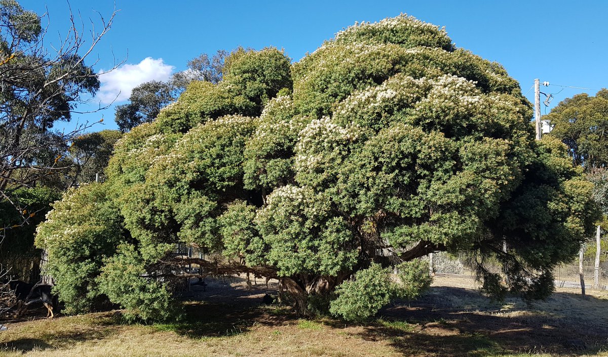 Paradoxa18's tweet image. the self-decorating tree isn't waiting for December
&amp;amp; the sky's back to summer blue
#paperbark