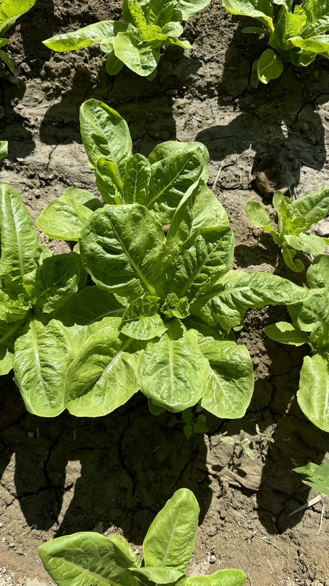 صباح أخضر🌿✨✨