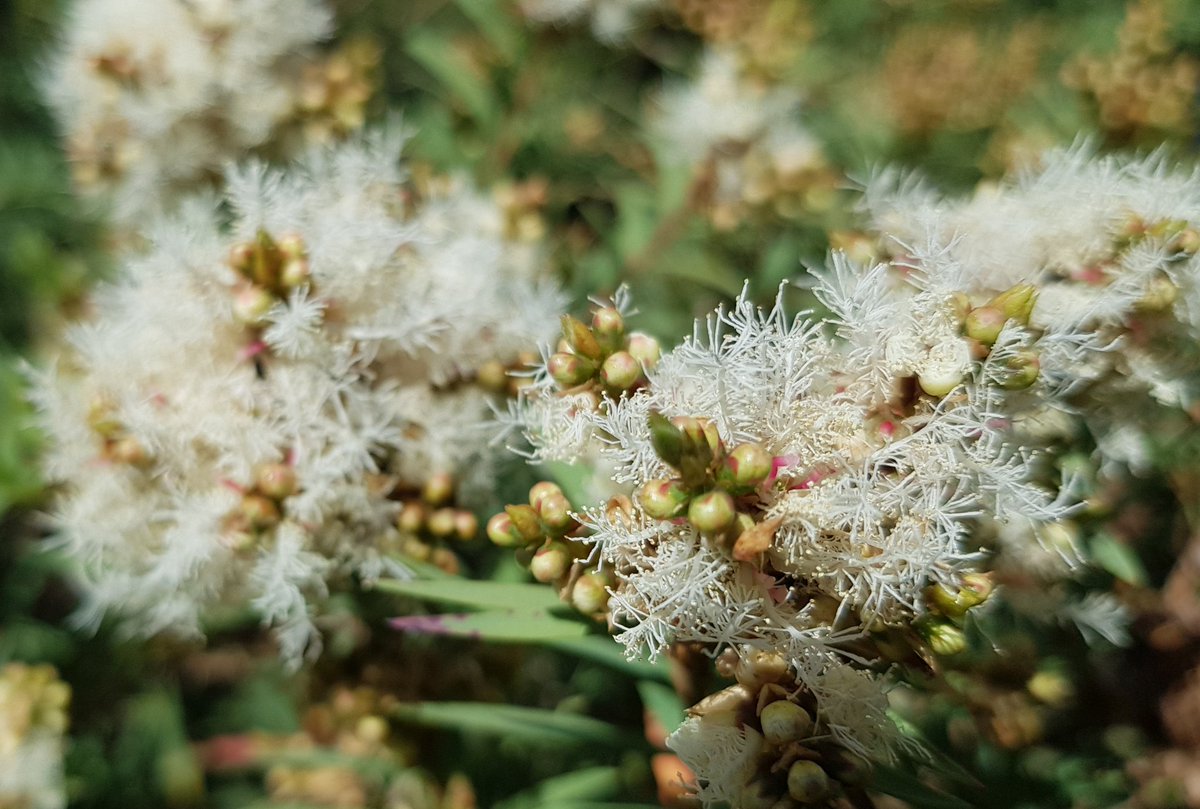 Paradoxa18's tweet image. the self-decorating tree isn't waiting for December
&amp;amp; the sky's back to summer blue
#paperbark