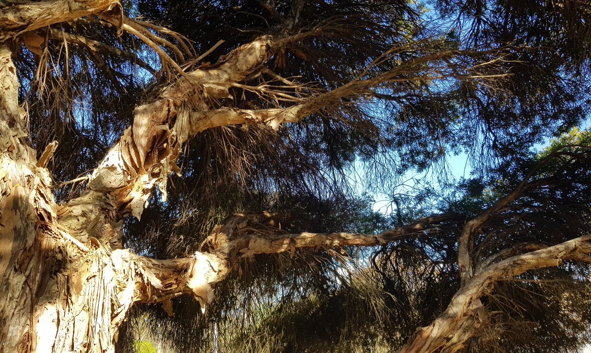 Paradoxa18's tweet image. the self-decorating tree isn't waiting for December
&amp;amp; the sky's back to summer blue
#paperbark