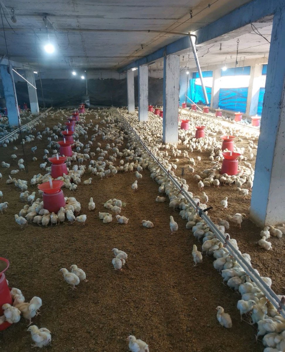 Radvan_Vedasto's tweet photo. ●To  maximise profit and cash flow in broiler production, you need to have at least 4 houses (4 flocks).

●As broilers matures at 4 weeks,  by having 4 houses, you will be able to get an income each week.

●You will be a reliable supplier of broilers as well as a reliable customer for broiler chicks and feed.
●You will be able to buy farm inputs in bulk and at a discount from suppliers.