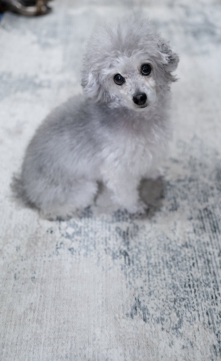 웨 산책이 안된다는건지 당최 이해할 수 없다는 표정.