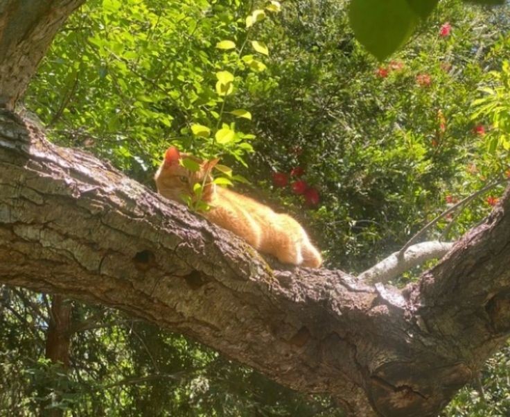 peacozy's tweet image. 