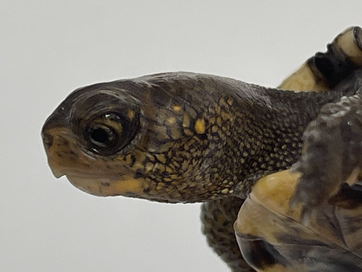 トウブハコガメ(黒血統S❶)

ブラックタイプのワイルド血統からの
トウブのベビー

顔の模様がかなりいい感じ✨

黒い肌に濃いめの黄色い模様が
散りばめられた子🟡

#トウブハコガメ
#ブラックトウブ
#カロリナハコガメ 
#ハコガメ
#Easternboxturtle 
#Terrapenecarolinacarolina