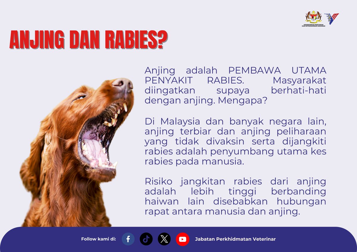 DVSMalaysia's tweet photo. Anjing adalah PEMBAWA UTAMA BAGI PENYAKIT RABIES. Masyarakat diingatkan supaya berhati-hati dengan anjing, tetapi mengapa?
Nak tahu kenapa? Mari baca infografik di bawah.
#dvsmalaysia #CukupDanTerjamin #MalaysiaMadani #WRD2024 #BreakingRabiesBoundaries https://t.co/riNhzRA2QS