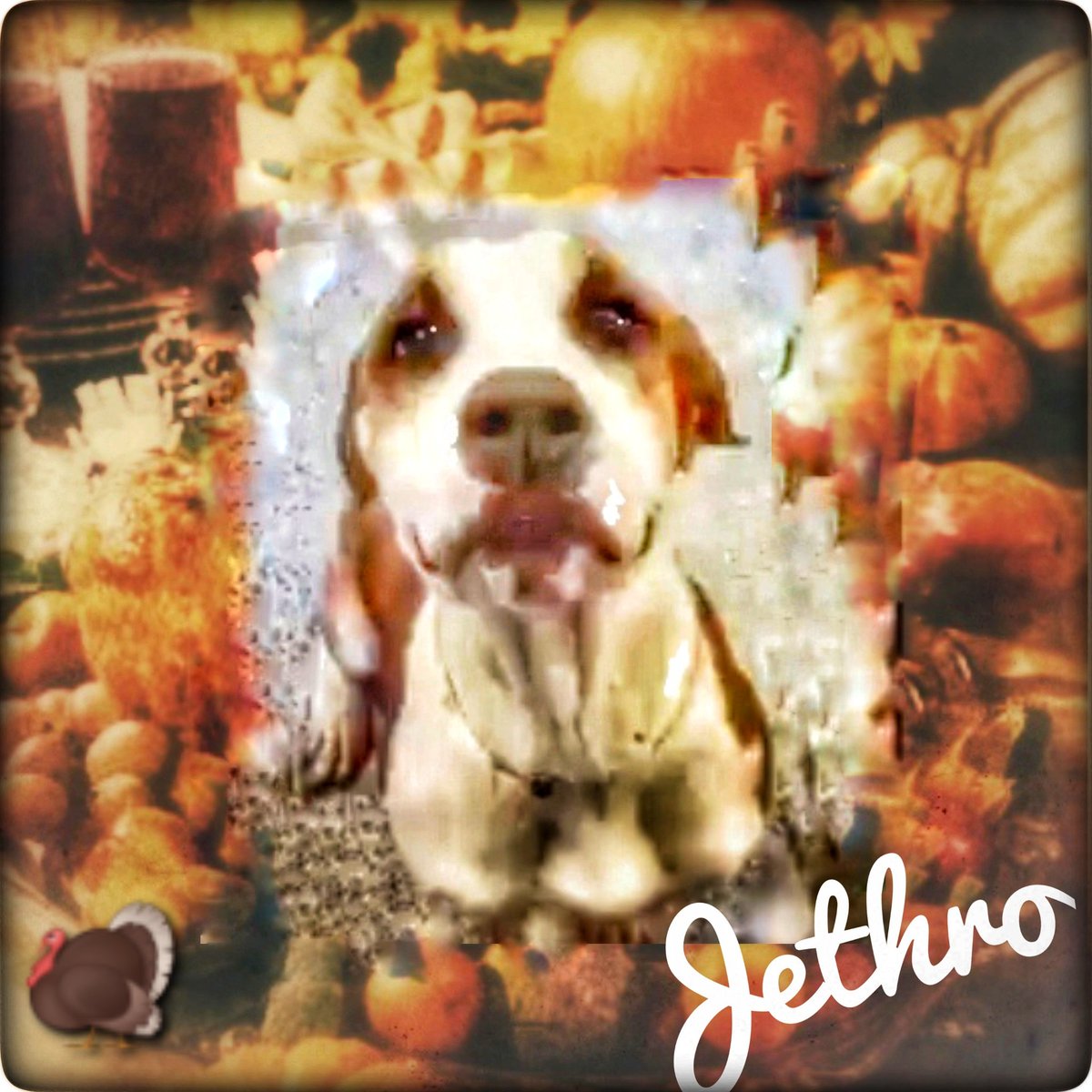 rothfarms's tweet photo. ⏰️❤️🩹🦃 #SaveJETHRO #A626993 TB☠️11/27 Please PLEASE watch his video below and see details on HOW to save this PRECIOUS FELLA. He could be HOME for Thanksgiving 🦃 https://t.co/t02rTJuBnY