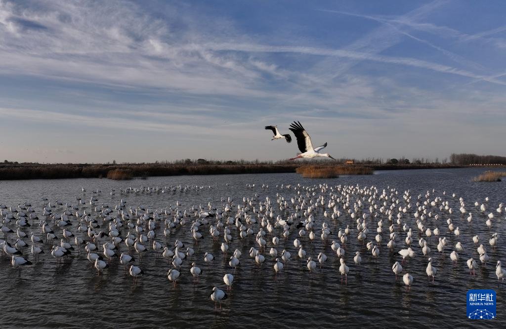 PDChinese's tweet image. 【河北曹妃甸：“鳥類大熊貓”濕地舞翩躚】近日，大批東方白鸛飛抵河北省唐山市曹妃甸濕地休憩覓食。東方白鸛是中國國家一級保護動物，有“鳥類大熊貓”之稱。近年來，唐山市持續加大曹妃甸濕地生態保護和修復，鳥類棲息環境得到明顯改善，吸引大量遷徙的東方白鸛等鳥類在此停歇覓食。