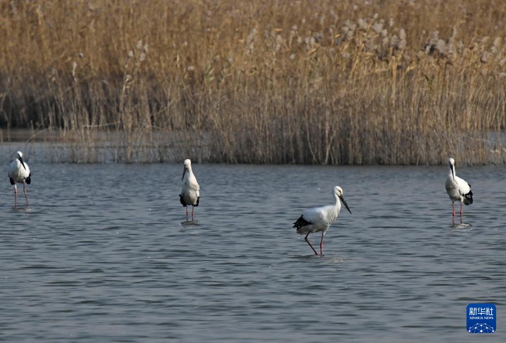 PDChinese's tweet image. 【河北曹妃甸：“鳥類大熊貓”濕地舞翩躚】近日，大批東方白鸛飛抵河北省唐山市曹妃甸濕地休憩覓食。東方白鸛是中國國家一級保護動物，有“鳥類大熊貓”之稱。近年來，唐山市持續加大曹妃甸濕地生態保護和修復，鳥類棲息環境得到明顯改善，吸引大量遷徙的東方白鸛等鳥類在此停歇覓食。