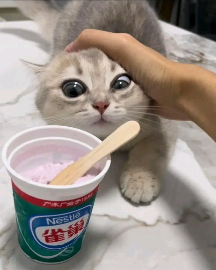 No Context Cats tweet media