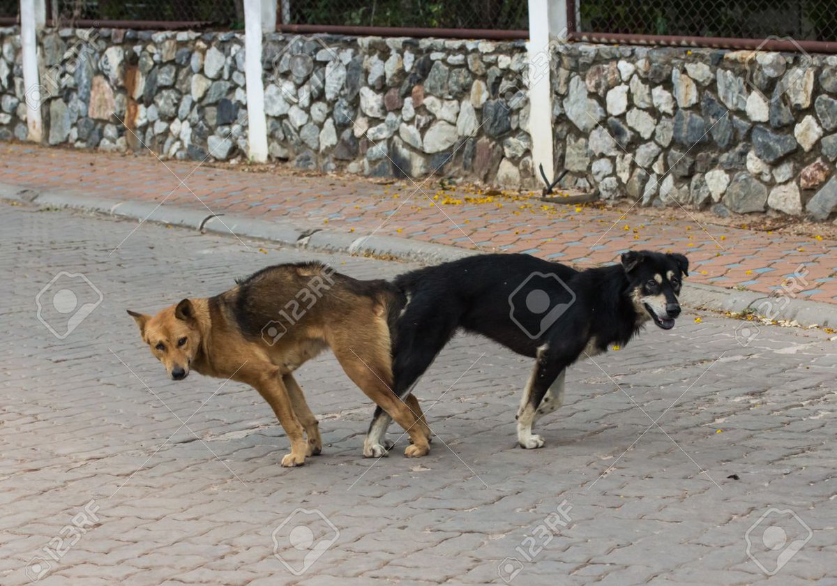 رات بشریٰ بی بی اور گانڈا پور بھاگے نہیں تھے دراصل وہ بڑی کاروائی ڈالنے میں مصروف تھے۔