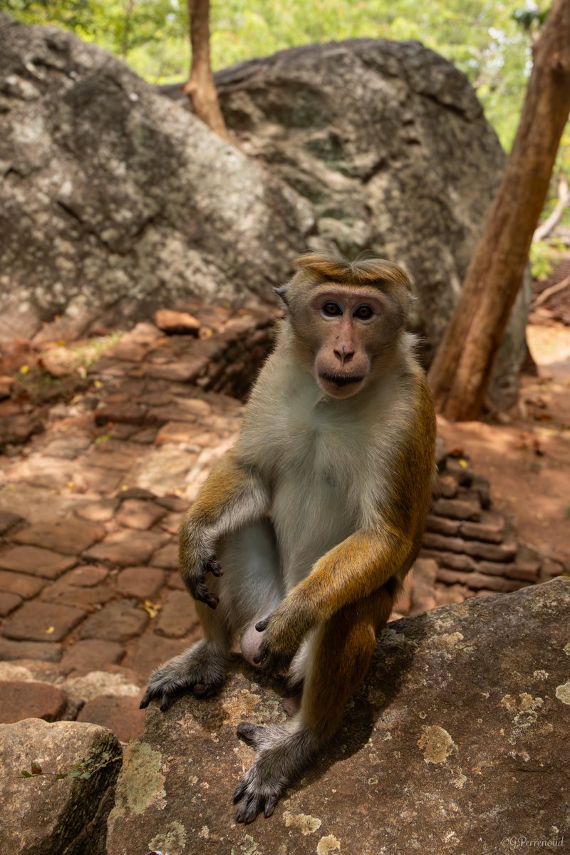 Winter 2024-2025 haircut, Toque mackaque, Sri Lanka