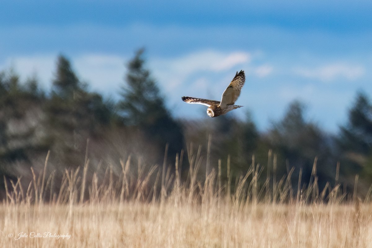 jcollis01's tweet photo. Short Eared Owls hunting for mice and voles in the open fields. These cuties come down from the north and spend the winters with us.
#seo #owls #birdsofprey #birdsofinsta #birdphotography #wildlife #wildlifephotography #vancouverisland https://t.co/04u7HCpH4f