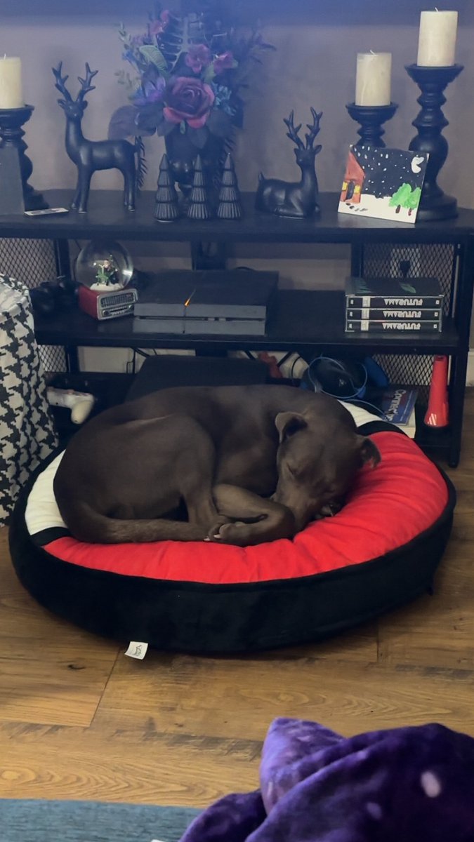 M0ther0fDemons's tweet image. Gotta catch em all ! Found this #pokeball #dogbed and I just couldn’t say no!