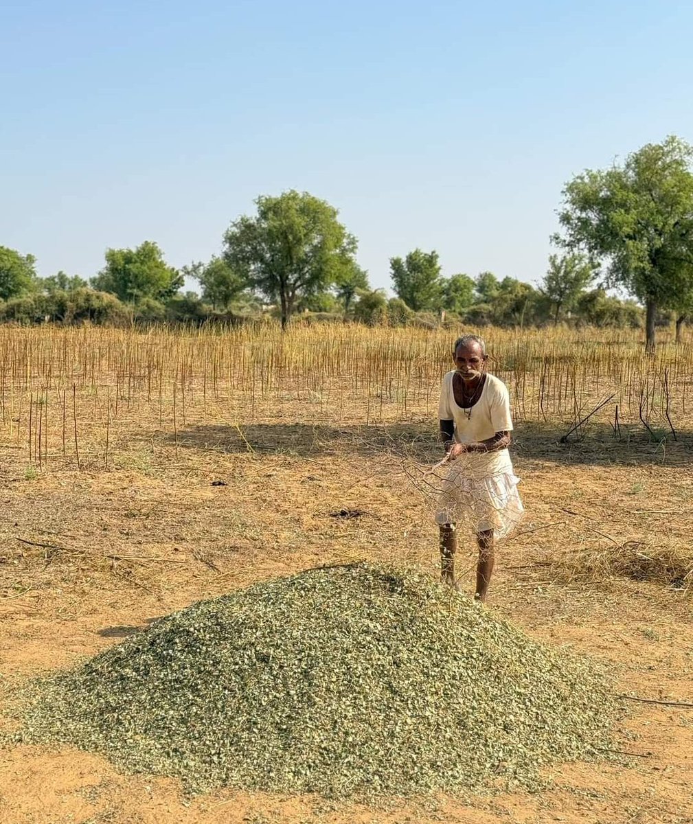 काँटों से हीरे निकाले का हुनर रखते हैं राजस्थान के लोग।यहां पाले मे से कांटे निकाल रहे है ।