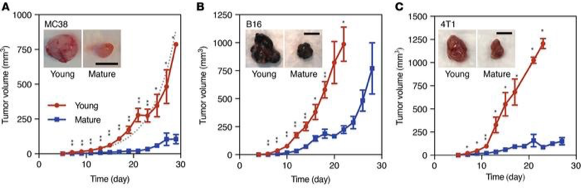 Paolo G. Decuzzi (@pgdecuzzi) on Twitter photo Lately, I’ve reviewed manuscripts on immunotherapies where rodents are re-challenged with a 2nd cell injection. Surprisingly, none of them mention the age of the CTRL rodents. The image👇from <a href="/WeisslederLab/">Weissleder</a> illustrates why this little detail is crucial! insight.jci.org/articles/view/… Lately, I’ve reviewed manuscripts on immunotherapies where rodents are re-challenged with a 2nd cell injection. Surprisingly, none of them mention the age of the CTRL rodents. The image👇from <a href="/WeisslederLab/">Weissleder</a> illustrates why this little detail is crucial! insight.jci.org/articles/view/…