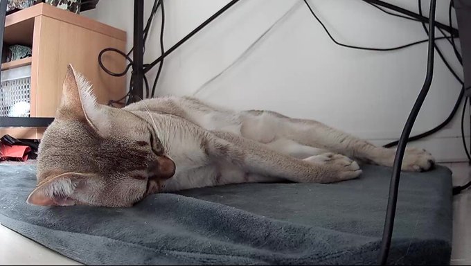 ペットカメラ見たらネコチャンが可愛い 