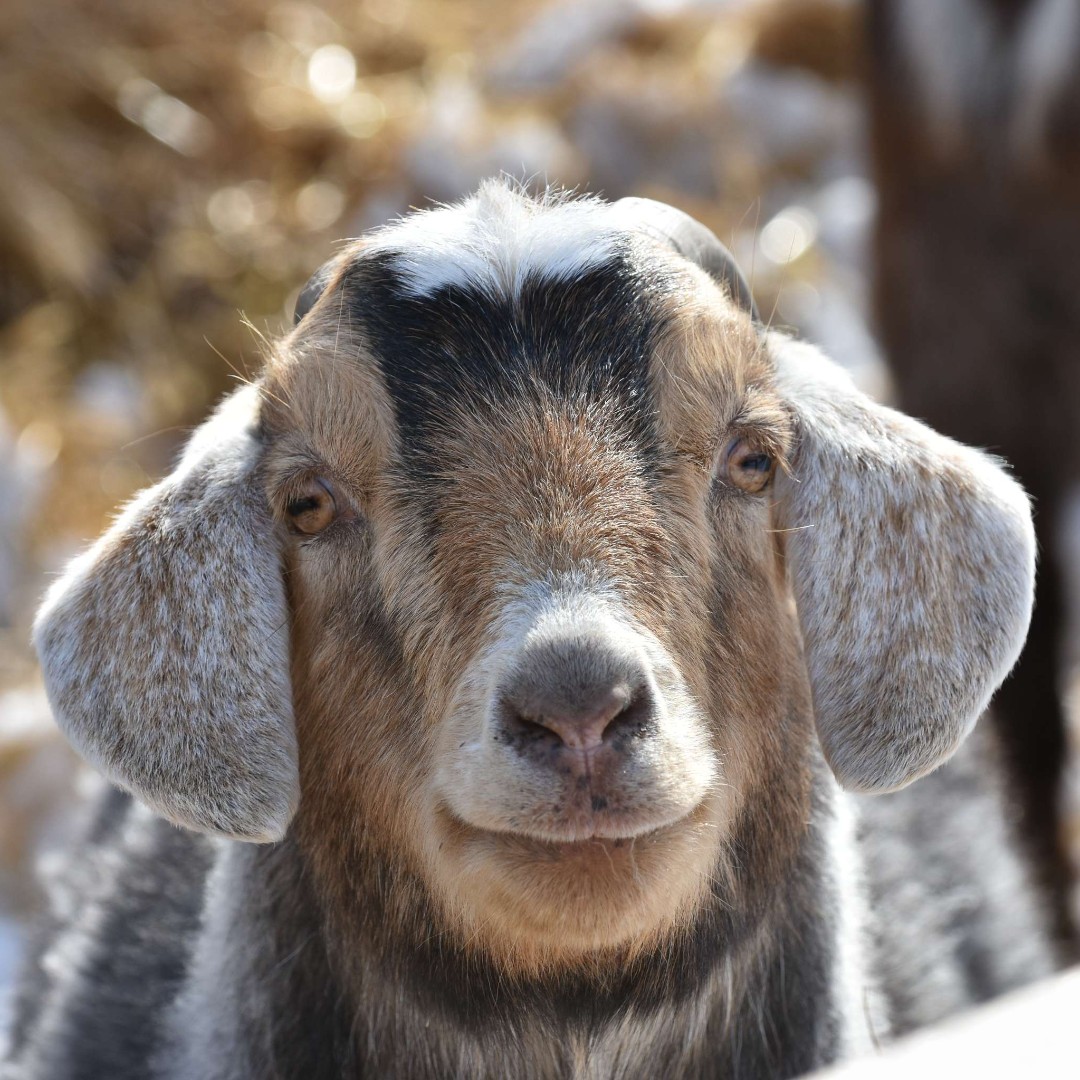 This is Germaine, the handsomest boy! He was also the last of the goats that was still at the ranch at the time of the seizure. He is such an incredibly loving boy and we miss him terribly. We cannot wait to see him again soon.