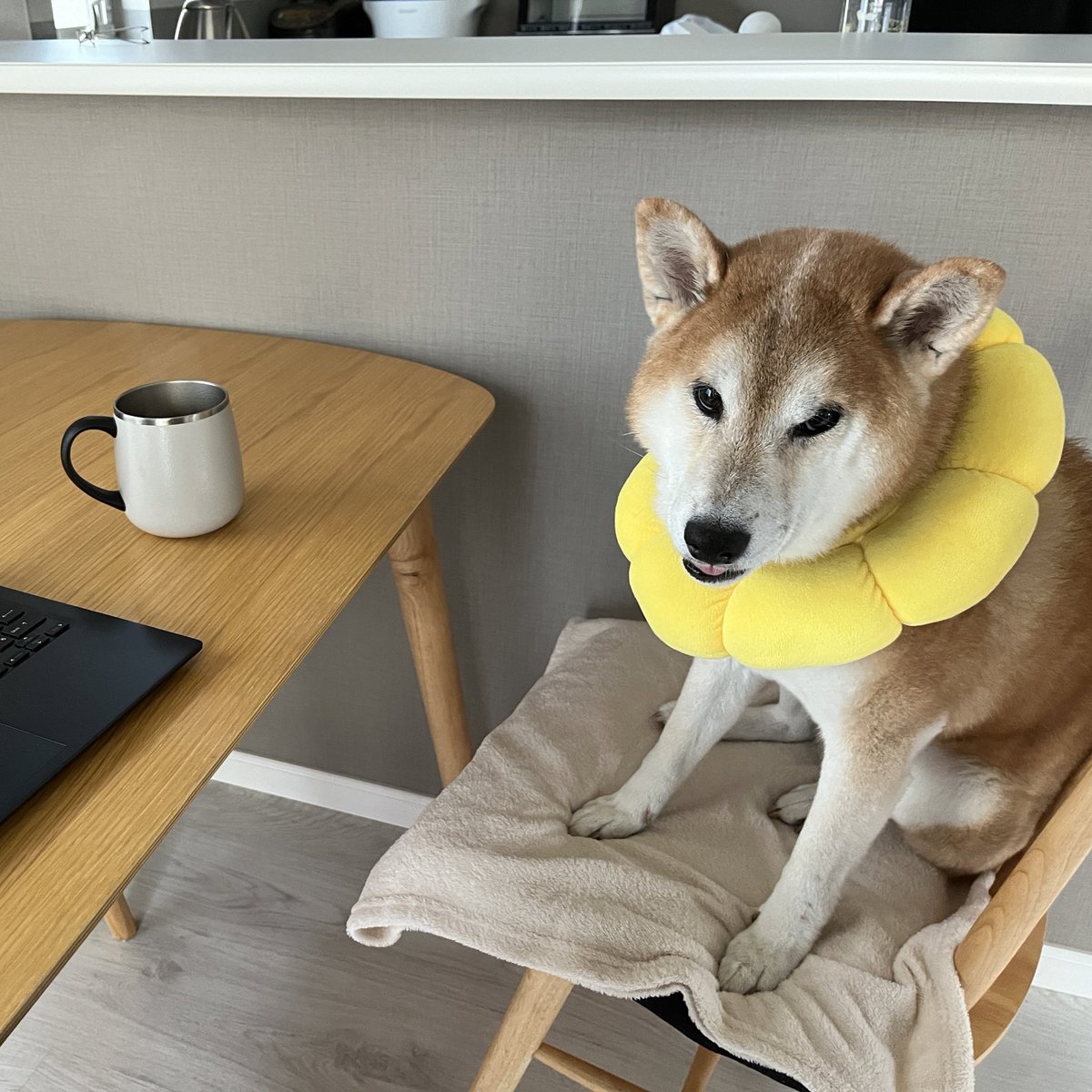 DogdiaryGeneral's tweet photo. 【社長の席替え💼🐾】

仕事が煮詰まったら、席を変えてみるのも一つの手✨
気分転換すると、新しいアイデアが浮かぶかもしれません💡
今日はテーブルの方でお仕事をする社長です📋🐕

#気分転換 #仕事術 #犬のいる生活 #社長の日常 https://t.co/2p7YxMRadH