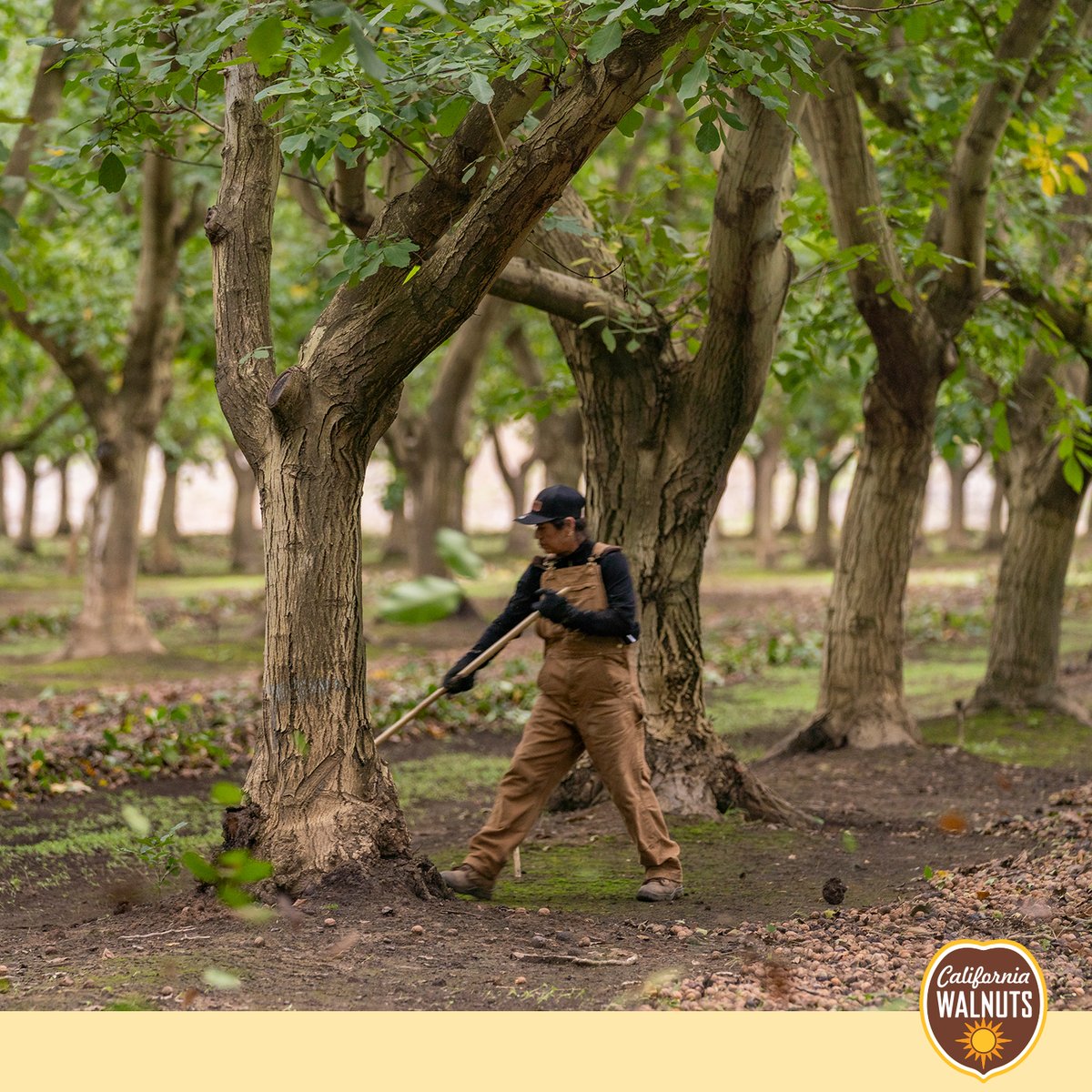 CaliforniaWalnuts In tweet media