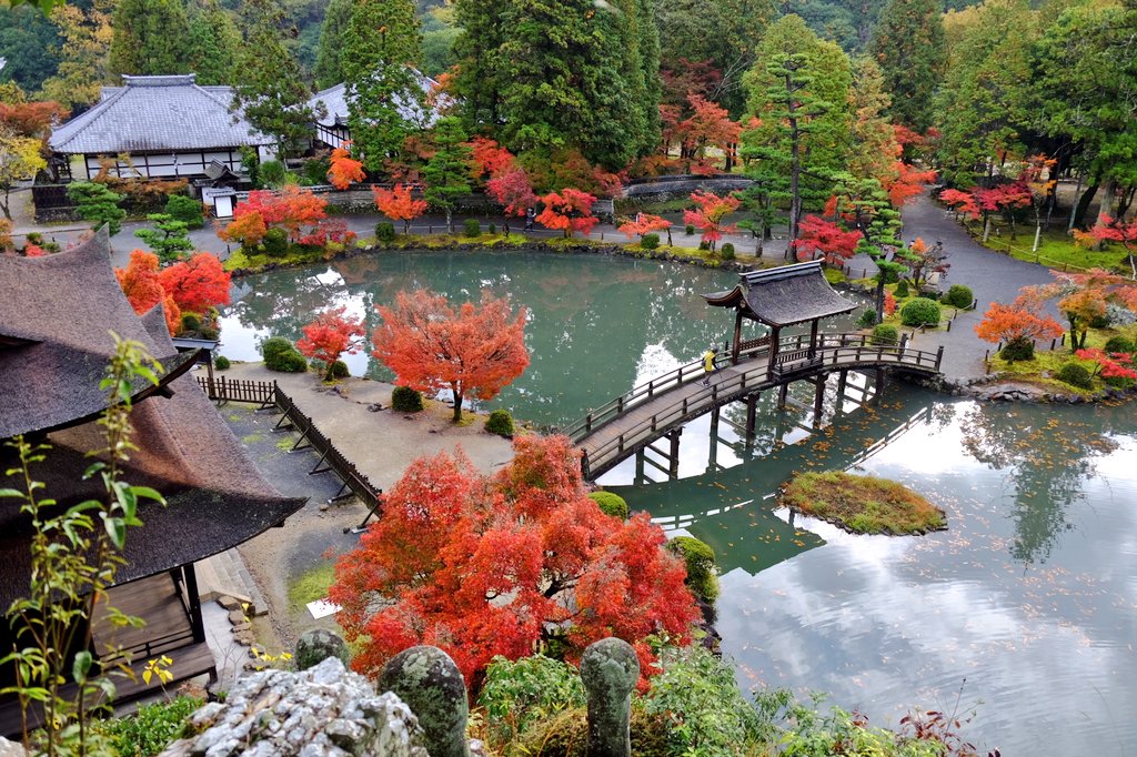 紅葉情報】11/27(水) 雨の冷え込みかモミジの色付きは8割を越えたよう