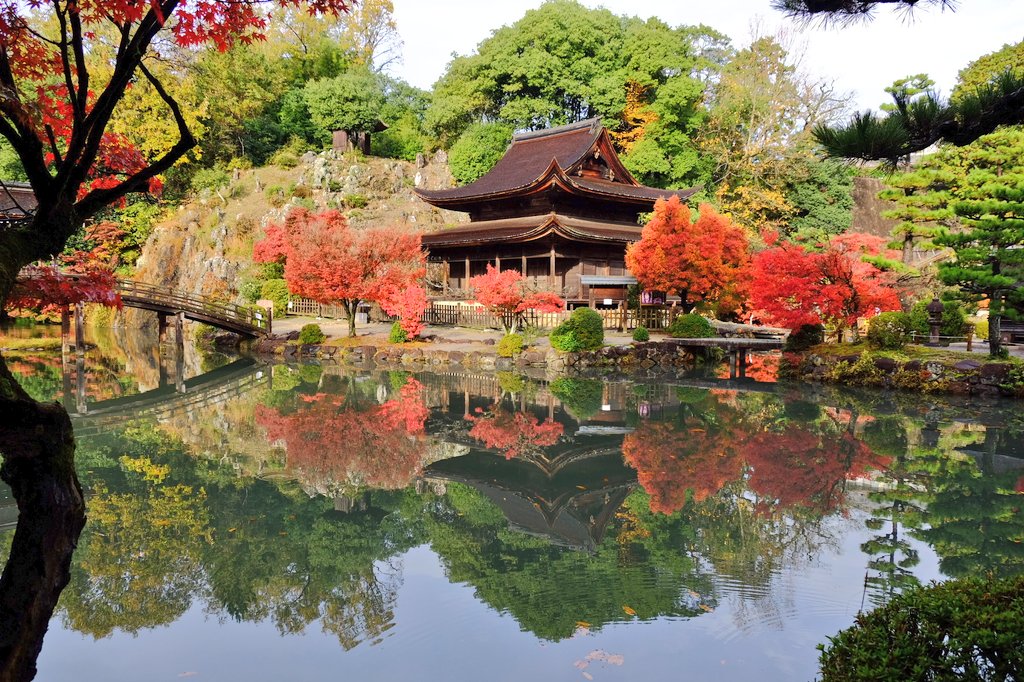 紅葉情報】11/27(水) 雨の冷え込みかモミジの色付きは8割を越えたよう