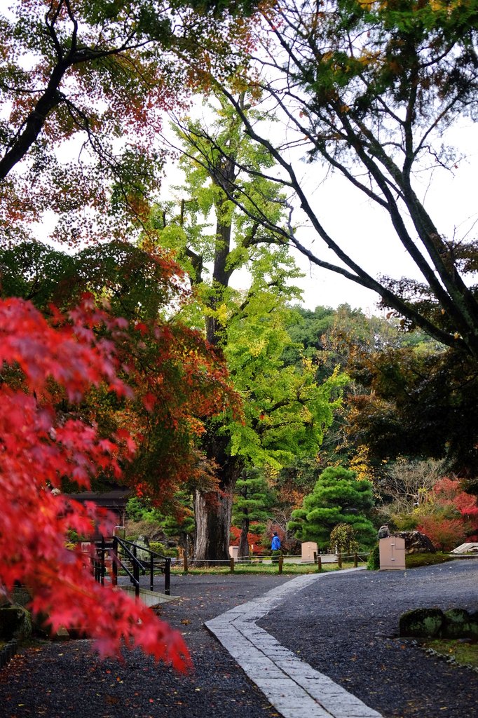 紅葉情報】11/27(水) 雨の冷え込みかモミジの色付きは8割を越えたよう