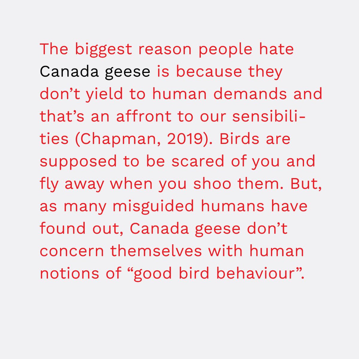 TypeChronicles's tweet image. blurb from my thesis! 😀 
If someone hates Canada geese, they either have no regard for boundaries or are too engulfed with their notion of a bird.