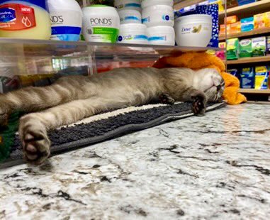 Bodega Cats tweet media