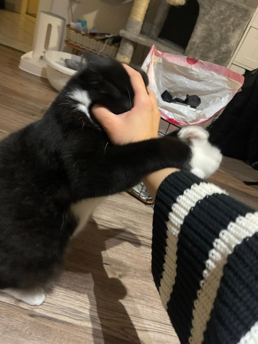 No matter how busy my life is, when I come home to see you, my heart can calm down instantly. Every meow is full of love