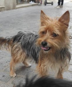 NuevaVidaAdop's tweet photo. #madrid 
El dueño de TINAha fallecido y necesita #ayuda:
Junto a su compañero PUF  están desamparados  NECESITA #casadeacogida o #ADOPCION
Tiene 2años y pesa 5kg 
Sociable con niños,🐶🐱
Se entrega chipada,vacunada,desparasitada y esterilizada
CONTACTO📩 facenuevavida@gmail.com https://t.co/P96o5sZEsE