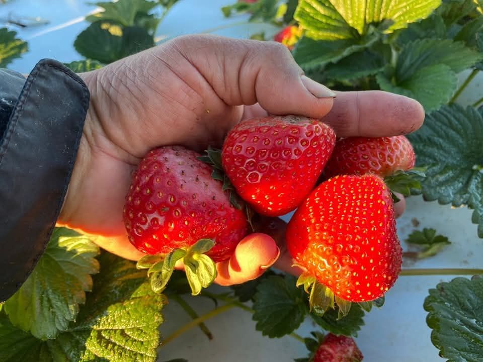 UFWupdates's tweet photo. Much of the food you eat this holiday season comes to your table from the hard-working hands of farm workers who harvest our food. #WeFeedYou https://t.co/oAatgj25nJ