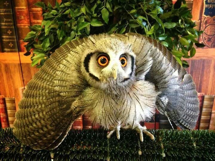 Owl Every Day tweet media