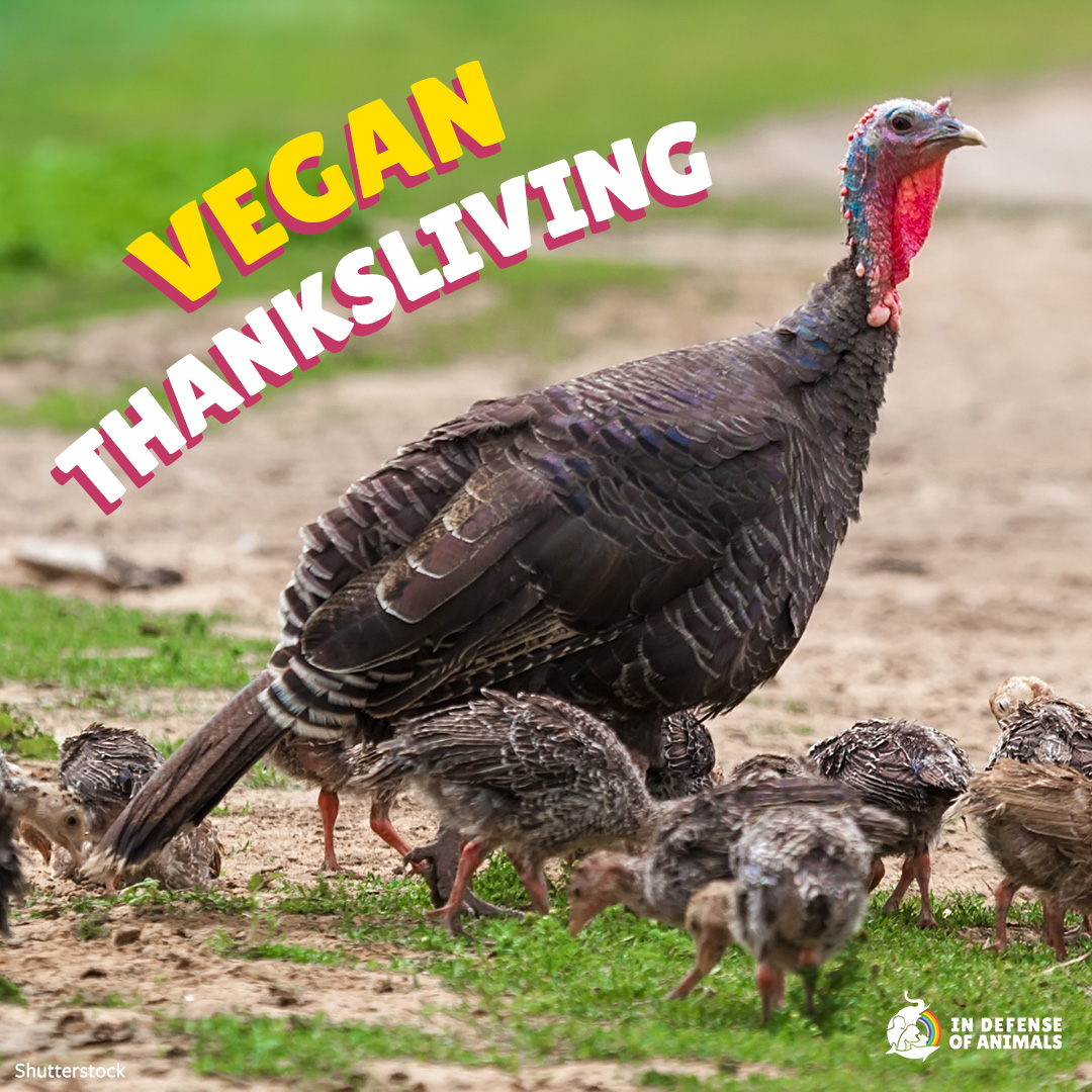 In Defense Of Animals tweet media