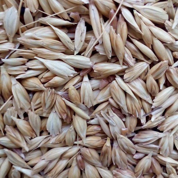 Organik pazarların gözbebeği olan Kavılca (Gernik) buğdayı antik bir buğday çeşididir. Kabuğu çok kalın olduğu için Osmanlıda ekmek yapımında kullanılmaz, Bizans'ta ise sadece zorunluluk durumunda yenirdi. Kavılcanın zaman zaman hayvan yemi olarak kullanıldığı da biliniyor.