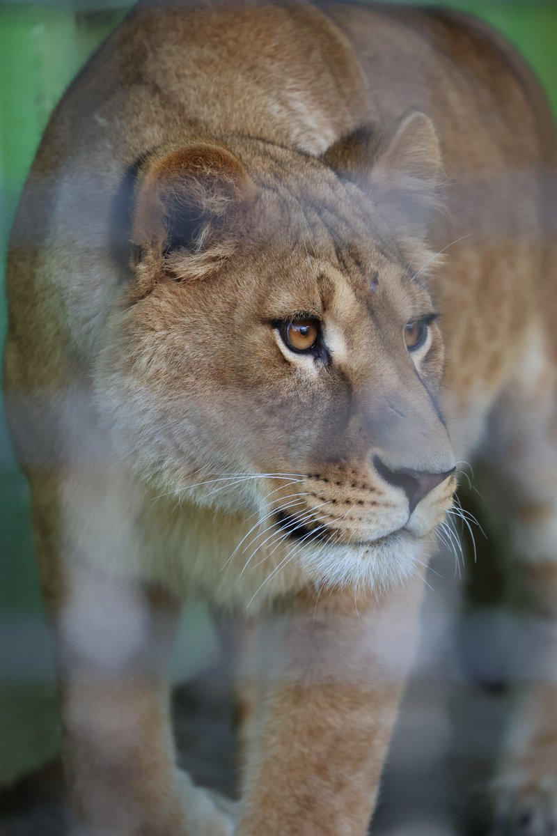 キリっとフウ🎈
#釧路市動物園 #ライオン #フウ