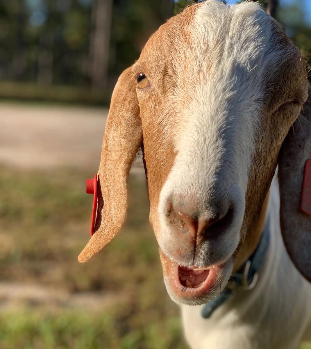 Village goat saying hello !!!
