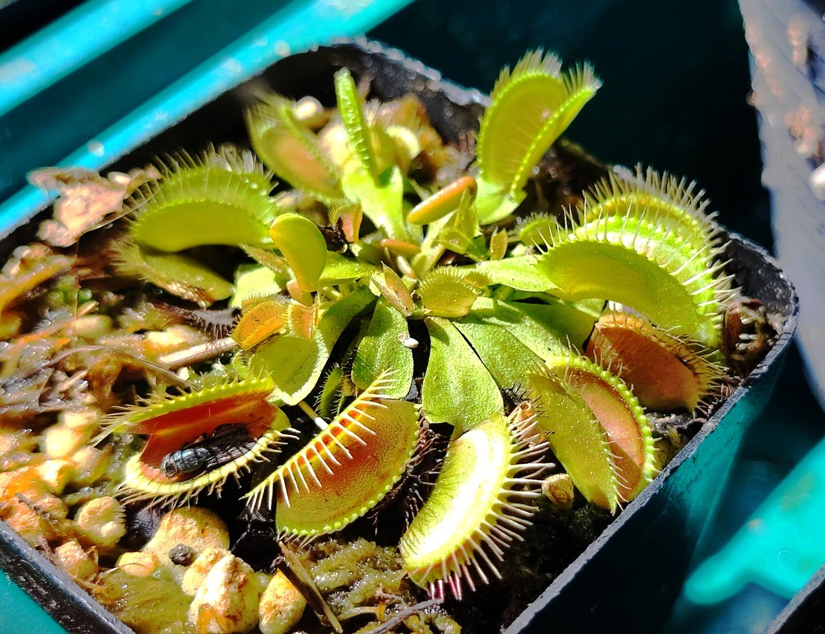 R0gue_Specter's tweet photo. Let's start project : #VENUSGATE
1. Venus flytrap, (#Dionaea muscipula), perennial carnivorous plant of the sundew family (#Droseraceae), notable for its unusual habit of catching and digesting #insects and other small #animals. The only member of its genus, the #plant is native to a small region of North and South Carolina, where it is common in damp mossy areas.