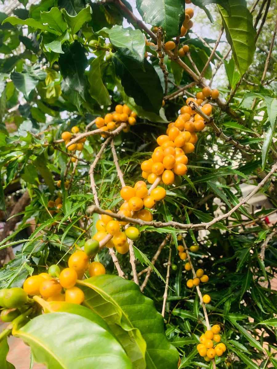 haquyen82's tweet photo. Cây cafe #Arabica nguyên bản tuổi tjoj 40 năm là đây.
Còn em bán cafe Arabica #Ritachi ngon thơm từ lâm đồng nè.
#Coffee https://t.co/zcupjwMfvS