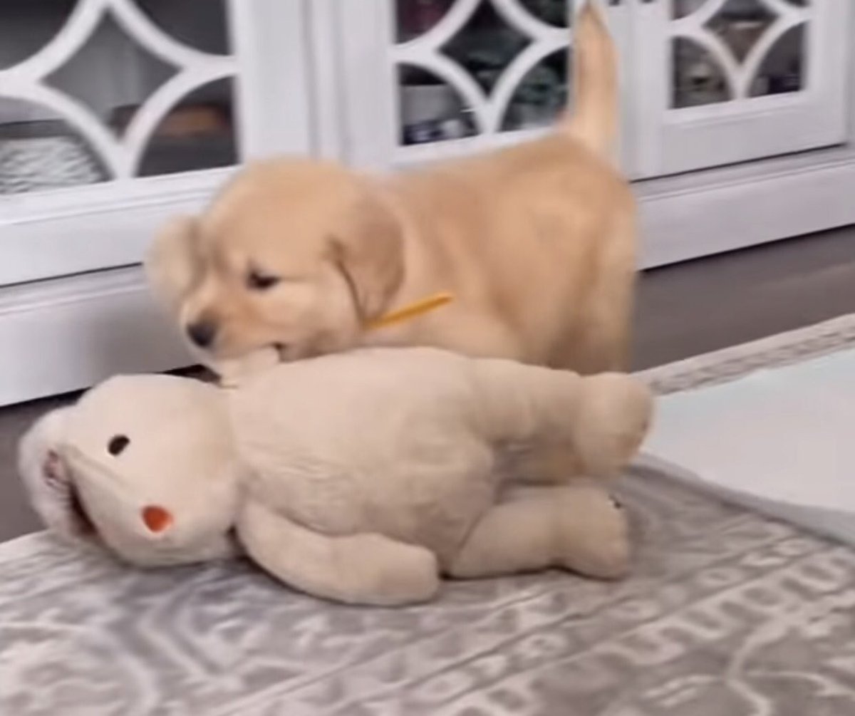takemybear 🐶 tweet media
