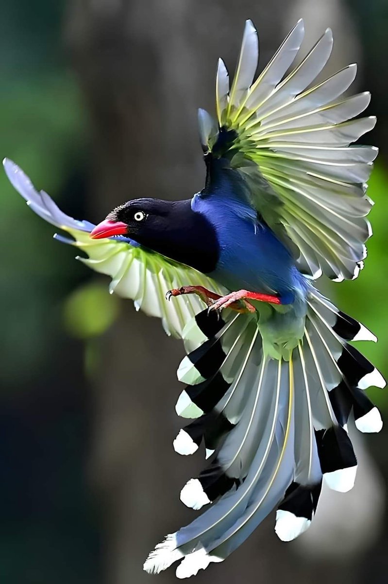 Miss Plume 🪶 (@leplumeux) on Twitter photo L'oiseau sacré de Taïwan : la superbe Pirolle de Taïwan (Urocissa caerulea) 🥰
C'est un corvidé, autrement dit un oiseau de la famille des pies et des corbeaux. L'oiseau sacré de Taïwan : la superbe Pirolle de Taïwan (Urocissa caerulea) 🥰
C'est un corvidé, autrement dit un oiseau de la famille des pies et des corbeaux.