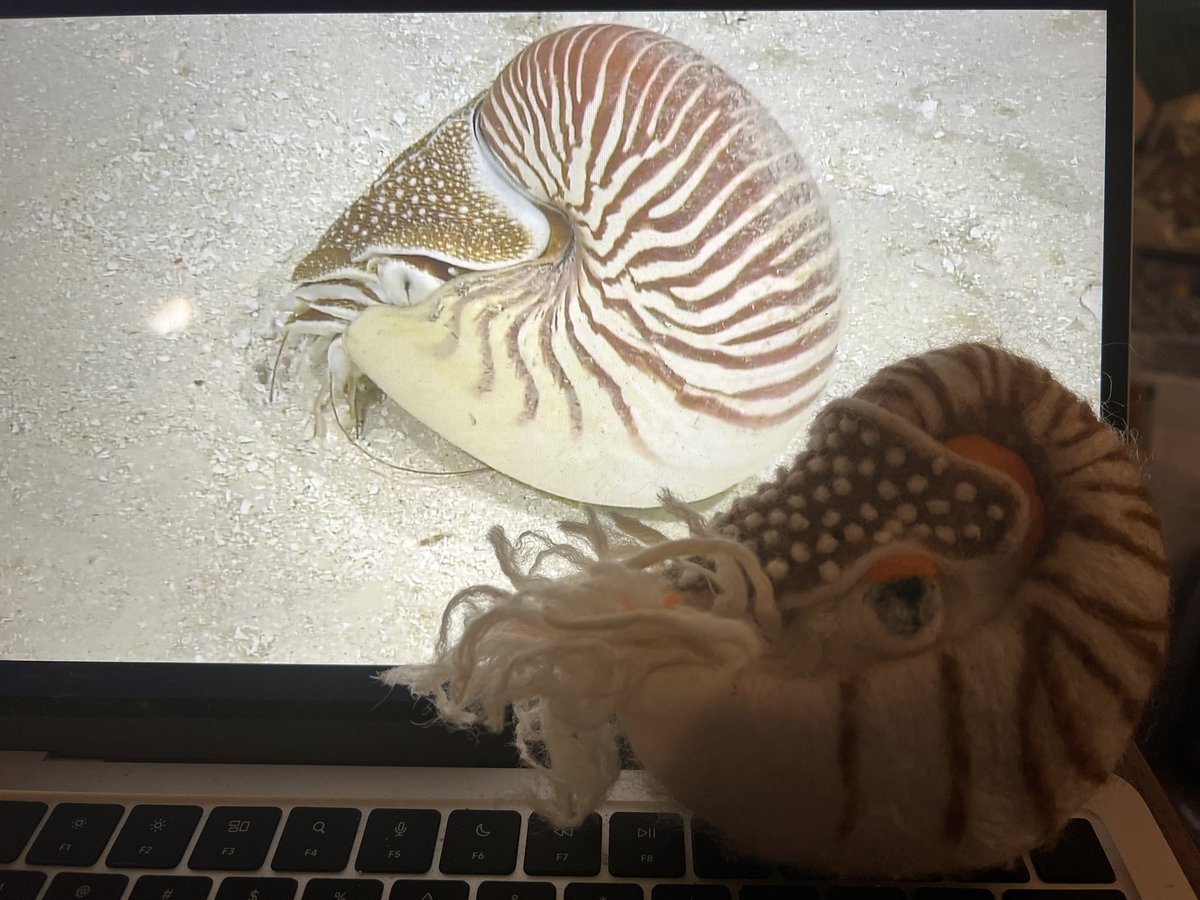 Another #nautilus on #NautilusLive! This one was just chilling on the sea floor. They’re just so fantabulous. <a href="/EVNautilus/">E/V Nautilus</a>  Nigel Bob is over the moon.
